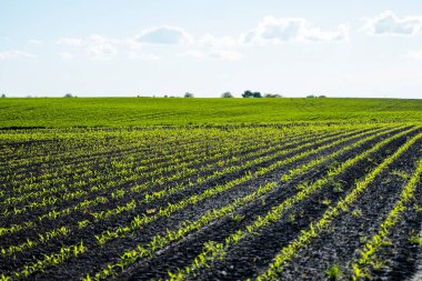 Mısır filizleri büyümeye başlıyor. Bereketli bir toprakta yetişen genç mısır fidanları. Genç mısırların yetiştiği bir tarla. Kırsal alan.