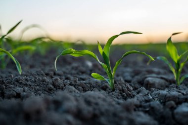 Günbatımının altında ekilmiş tarım tarlalarında filizlenen taze yeşil mısır filizleri, sığ tarlalar. Toprakta mısır filizleri olan tarım sahnesi yakın plan..