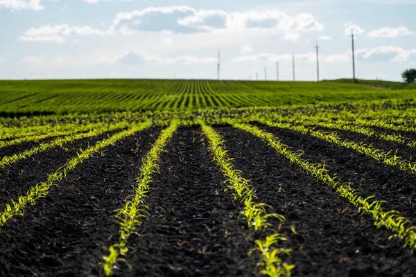 Rows of corn sprouts beginning to grow. Young corn seedlings growing in a fertile soil. An agricultural field on which grow up young corn. Rural landscape.