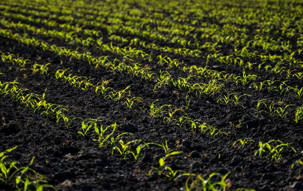 Ряди кукурудзяних паростків починають рости. Молоді саджанці кукурудзи ростуть у родючому грунті. Сільськогосподарське поле, на якому вирощується молода кукурудза. Сільський пейзаж . — стокове фото
