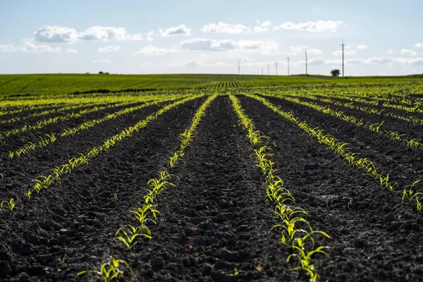 Rzędy kiełków kukurydzy zaczynają rosnąć. Młode sadzonki kukurydzy rosnące w glebie. Koncepcje rolnictwa. — Zdjęcie stockowe
