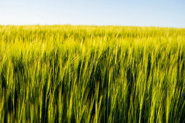 春に農業分野で成長する若い緑の大麦。熟れていないシリアル。農業、有機食品の概念。大麦は土で成長する。日没の大麦を発芽させる上で閉じる. — ストック写真