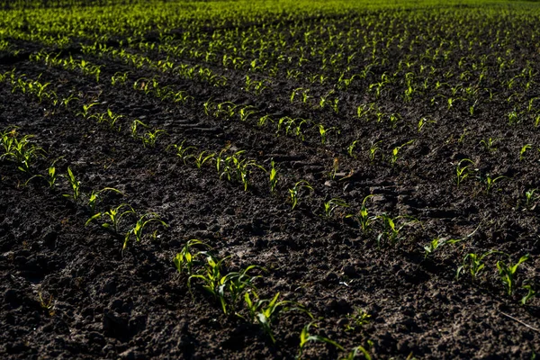 Ряди кукурудзяних паростків починають рости. Молоді саджанці кукурудзи ростуть у грунті. Сільськогосподарські концепції . — стокове фото