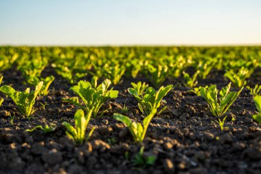 Bahçe yatağında büyüyen pancar yapraklarını kapat. Taze yeşil pancar yaprakları veya organik çiftlikte pancar tohumu büyümesi.