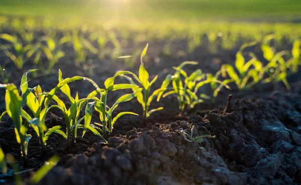 Fiatal zöld kukoricacsírák közelsége, amelyeket szép sorokba ültettek a mezőgazdaságon, a kék égbolttal szemben. Másolja le a helyet, helyet a szövegnek. Mezőgazdaság. — Stock Fotó