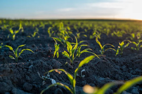 Cultiver de jeunes pousses de maïs vert dans un champ agricole cultivé sous le coucher du soleil, à faible profondeur de champ. Scène agricole avec des germes de maïs en gros plan. — Photo