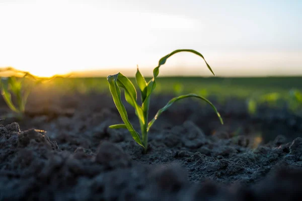 Jungmais keimt in einem gedüngten Boden auf einem landwirtschaftlichen Feld unter dem Sonnenuntergang, flache Schärfentiefe. — Stockfoto