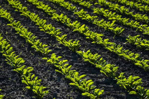 Збільшення кількості молодих рослин цукрових буряків у поєднанні довгих ліній, що ростуть у нещодавно культивованому ґрунті на фермі. Сільськогосподарське поле . — стокове фото
