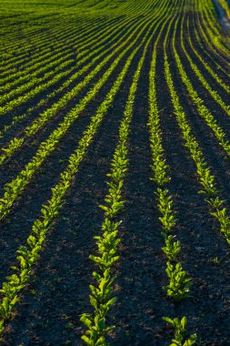 Tarım alanında gübrelenmiş bir toprakta büyüyen şeker pancarlarından oluşan sıralar. Şeker pancarı ekimi. Organik.