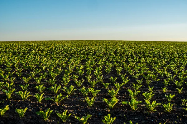Rzędy młodych kiełków buraków cukrowych rosnących w nawożonej glebie na polu rolniczym. Uprawa buraków cukrowych. Organiczne. — Zdjęcie stockowe