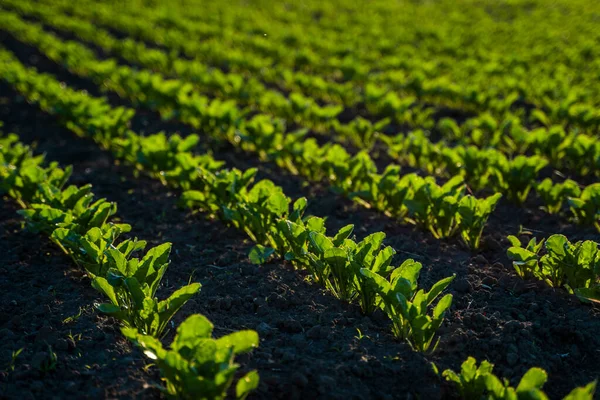 Filas de brotes jóvenes de remolacha azucarera que crecen en un suelo fertilizado en un campo agrícola. Cultivo de remolacha azucarera. Orgánica. —  Fotos de Stock