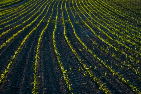 Rzędy młodych zielonych roślin kukurydzy rosnących na rozległym polu z ciemną żyzną glebą prowadzącą do horyzontu. Proces rolniczy roślin uprawnych. — Zdjęcie stockowe