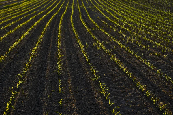 Eğri sıralarda taze yeşil mısır bitkileri. Tarım alanında mısır yetişiyor. Kara toprak. — Stok fotoğraf