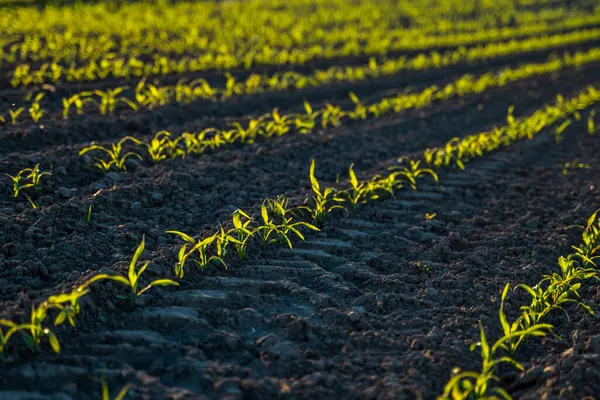Ряди молодих кукурудзяних рослин, що ростуть на величезному полі з темно родючим грунтом . — стокове фото
