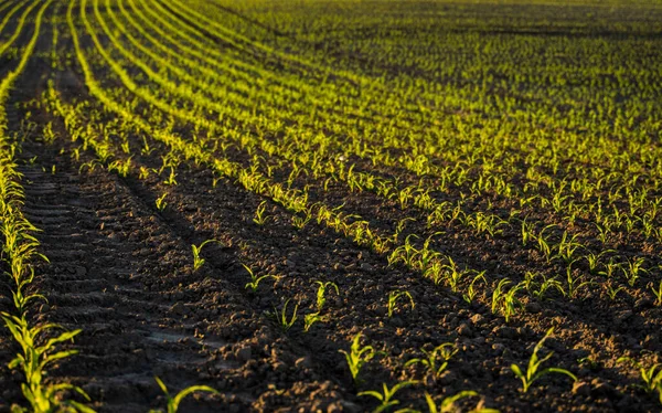 Świeże zielone rośliny kukurydzy w zakrzywionych rzędach. Kukurydza rośnie na polu uprawnym. Czarna gleba. — Zdjęcie stockowe