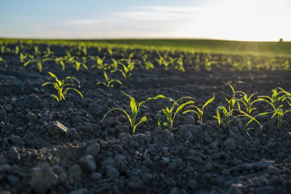日落时分，在耕地里种植嫩绿色的玉米苗芽，深浅的田野。土地特写中玉米发芽的农业场景. — 图库照片