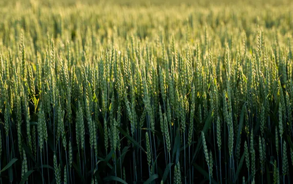Young green wheat growing in agricultural field. Unripe cereals. The concept of agriculture, organic food. Wheat sprout growing in soil. Close up on sprouting wheat in sunset. — Stock Photo, Image