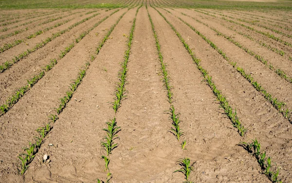 Świeże zielone kiełki kukurydzy wiosną na polu, miękkie skupienie. Hodowla młodych zielonych kiełków kukurydzy na polu uprawnym. Scena rolnicza z kiełkami kukurydzy w glebie. — Zdjęcie stockowe