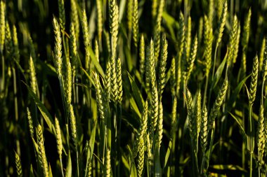 Tarlada yetişen genç yeşil buğdayların kulaklarını kapatın. Tarım.