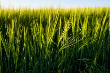 Baharda tarım alanında yetişen genç yeşil arpa. Olgunlaşmamış tahıllar. Tarım konsepti, organik gıda. Arpalar toprakta büyür. Gün batımında filizlenen arpaya yaklaş..