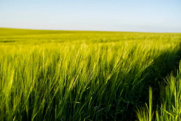 Giovane orzo verde che cresce in campo agricolo in primavera. Cereali acerbi. Il concetto di agricoltura, cibo biologico. Germoglio Barleys che cresce nel terreno. Close up sul germogliare dell'orzo al tramonto. — Foto Stock