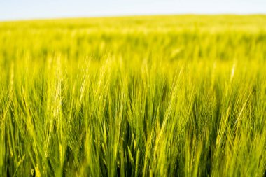 Arpalar verimli topraklarda yetişir. Gün batımında filizlenen arpaya yaklaş..