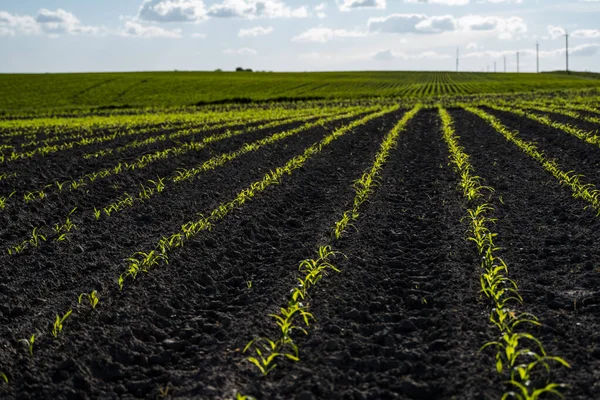 Молоді саджанці кукурудзи ростуть на кукурудзяному полі навесні. Красивий сільськогосподарський сільський пейзаж . — стокове фото