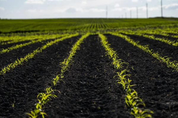 Панорамний вид рядних ліній молодої кукурудзи на родючому полі влітку . — стокове фото
