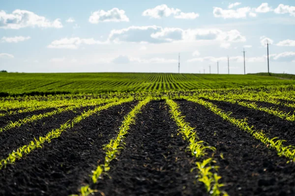 Панорамний вигляд рядів молодих пагонів кукурудзи на красивому літньому полі . — стокове фото
