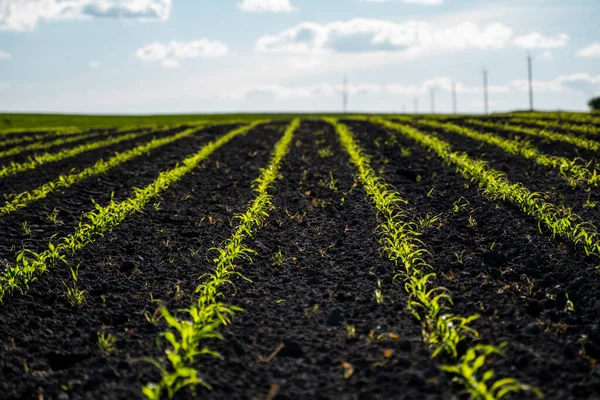 Молоді саджанці кукурудзи ростуть у родючому грунті. Сільськогосподарське поле, на якому вирощується молода кукурудза. Сільський пейзаж . — стокове фото
