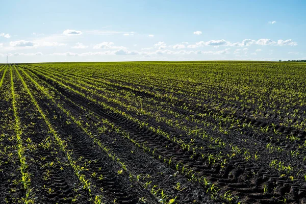 Krajobraz wiejski z zielonym polem kukurydzy w zachodzie słońca. Wiersze pola kukurydzy w okresie wiosennym. — Zdjęcie stockowe