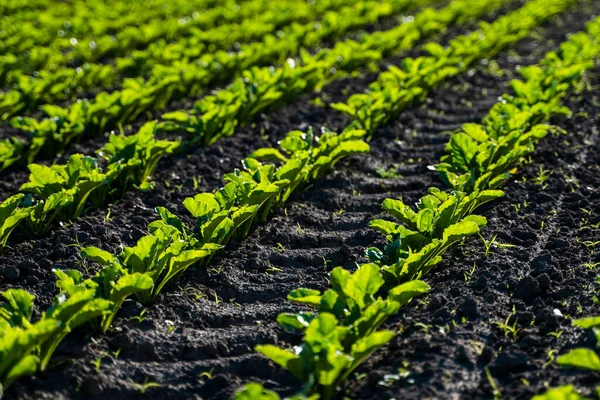 Primer plano de las plantas jóvenes de remolacha azucarera en largas filas convergentes que crecen en el suelo cultivado recientemente en una granja. Sector agrícola. —  Fotos de Stock