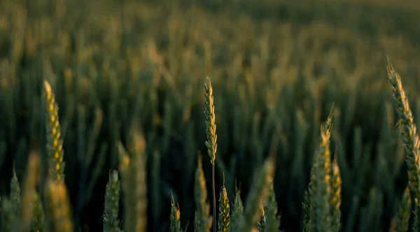 Hojas frescas de trigo verde joven en el primer plano del campo de primavera-verano. Agricultura. —  Fotos de Stock