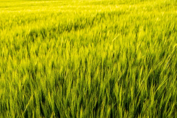 Cevada verde jovem que cresce no campo agrícola na primavera. Cereais não maduros. O conceito de agricultura, alimentos orgânicos. Brotos de cevada crescendo em solo. Close-up sobre a cevada brotando no pôr do sol. — Fotografia de Stock