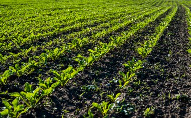 Tarımsal bir alanda perspektif olarak toprakta büyüyen düz sıra şeker pancarları.