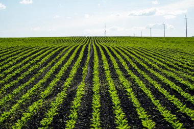 Şeker pancarı ekimi. Bereketli topraklarda tarım alanında büyüyen perspektifte düzenli şeker pancarları..
