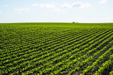 Tarımsal bir alanda perspektif olarak toprakta büyüyen düz sıra şeker pancarları.