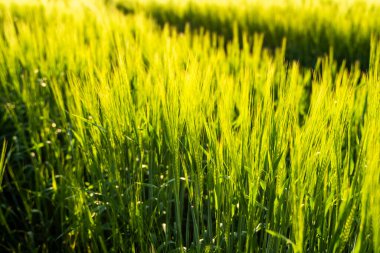 Baharda tarım arazilerinde verimli topraklarda yetişen genç yeşil arpa. Olgunlaşmamış tahıllar. Tarım, organik gıda kavramı..