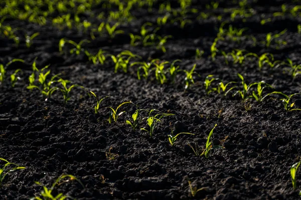Молода зелена кукурудза, висаджена в родючі ґрунти на сільськогосподарських землях . — стокове фото