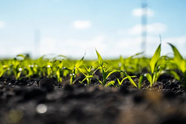 Mais wächst im Sommer auf einem Ackerland. — Stockfoto