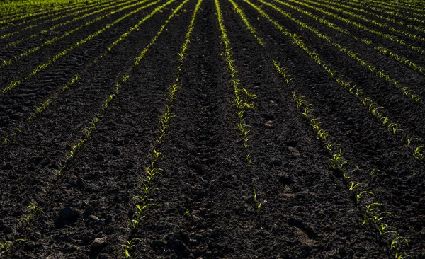 Ряди сонячно-зелених молодих кукурудзяних рослин на родючому полі . — стокове фото