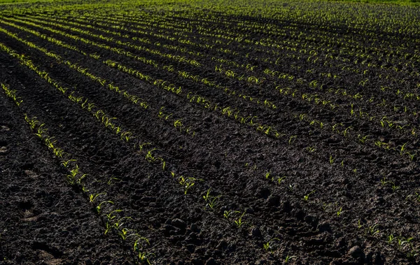 Rzędy młodych roślin kukurydzy na wilgotnym polu wiosną. — Zdjęcie stockowe