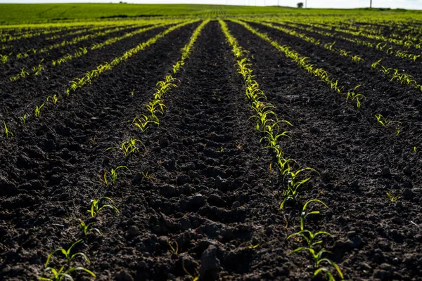 Сільськогосподарське поле з рядами молодої кукурудзи. Сільський пейзаж. Сільське господарство . — стокове фото