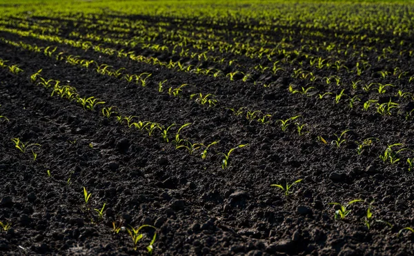 Ряди молодих кукурудзяних рослин на родючому полі з темною землею в прекрасному теплому сонці . — стокове фото