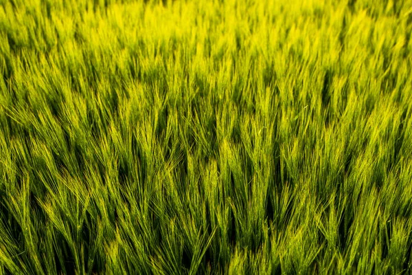 Närbild unga gröna korn som växer i bördig jord på jordbruksmark under våren. — Stockfoto