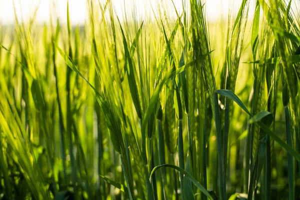 Tarımsal alanda yeşil bir gayda tarlası.