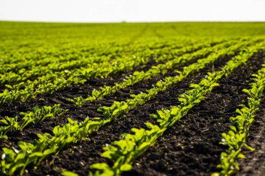 Güneşin aydınlattığı genç şeker pancarı filizleri.