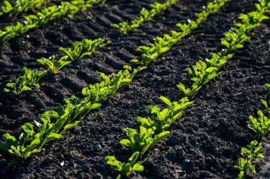Şeker pancarı baharda çiftçi tarlasında yetişir. Tarım.