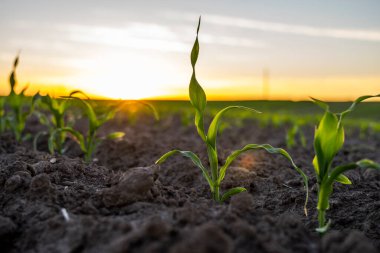Bereketli topraklarda genç yeşil mısırların olduğu yaz günbatımı manzarası. Tarım.