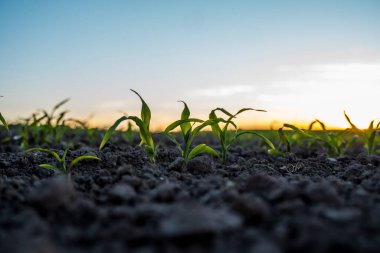 Gün batımında bir tarım tarlasında sıralanmış taze yeşil mısır yapraklarını kapatın. Tarım.